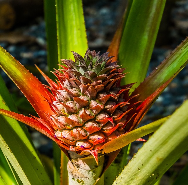 Frutta nella mitologia: la nascita dell’ananas, una leggenda filippina